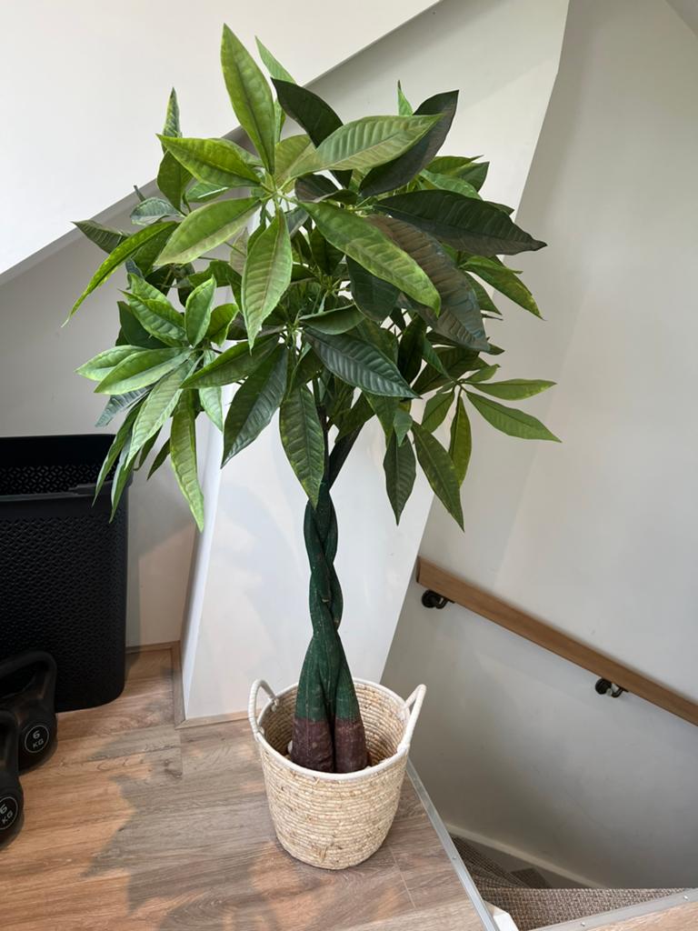 Kunst boom (geldboom), Ophalen of Verzenden, Halfschaduw, Minder dan 100 cm