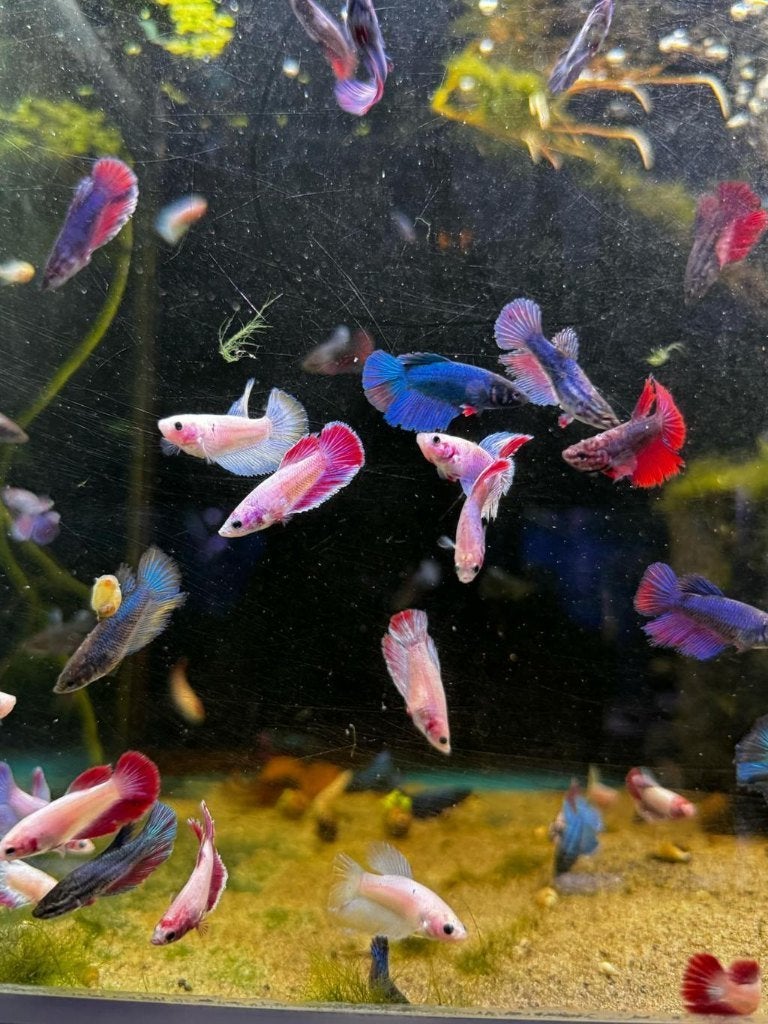 Betta Splendens - Kempvis vrouw random of Koi Betta vissen, Vis