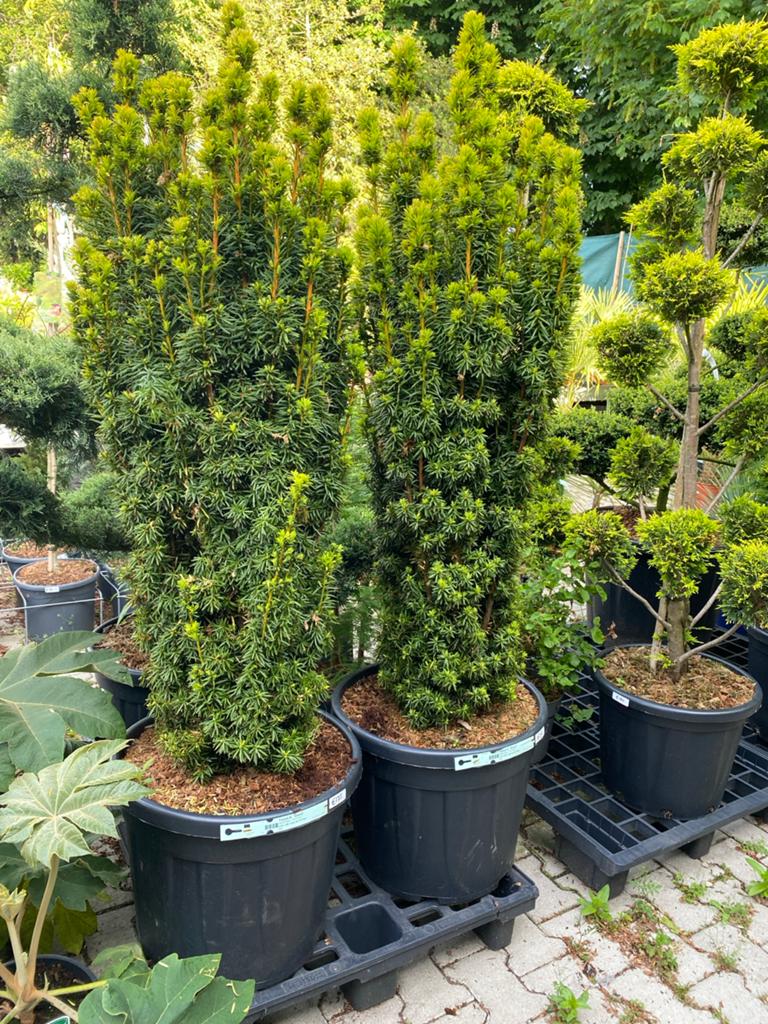 Taxus b. David - Zuilvormige Venijnboom, Tuin en Terras, Planten | Tuinplanten, Vaste plant, Bloeit niet, Halfschaduw, Ophalen