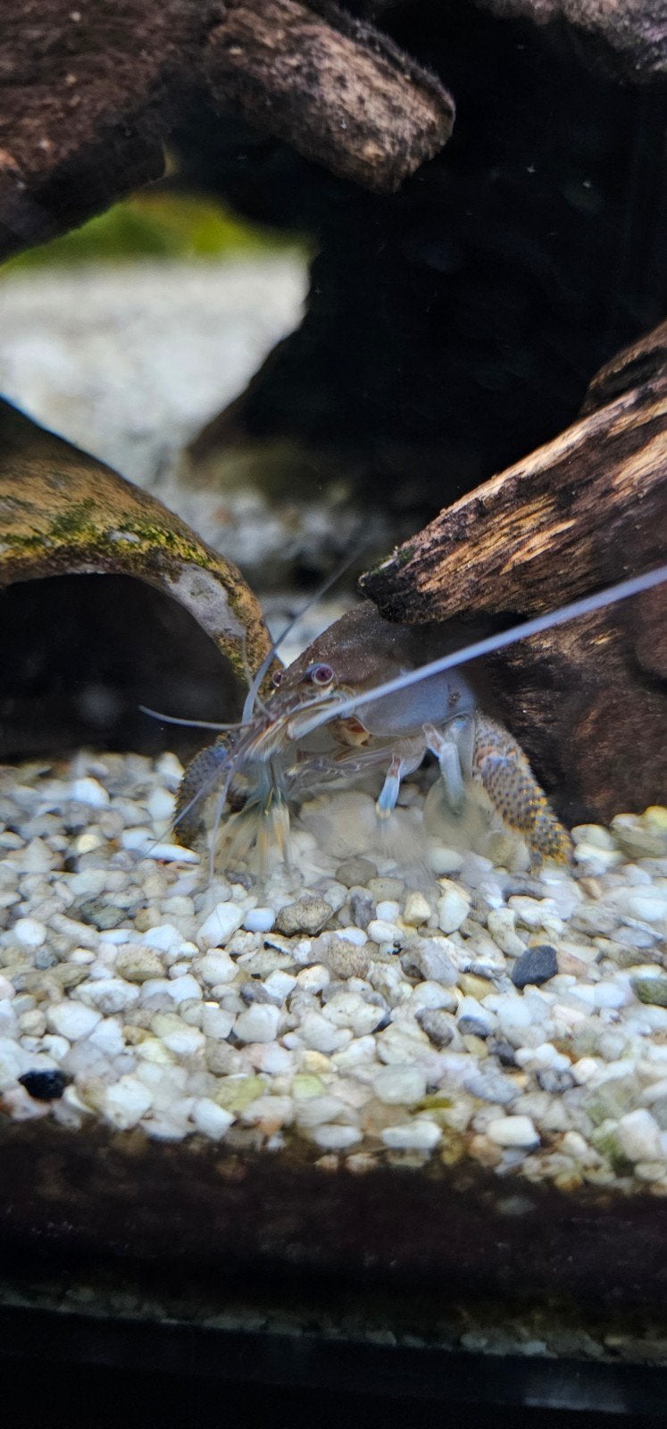 MOET WEG:  Juwel rio 125, Ophalen of Verzenden, Juwel, Inclusief deksel, Gevuld zoetwateraquarium