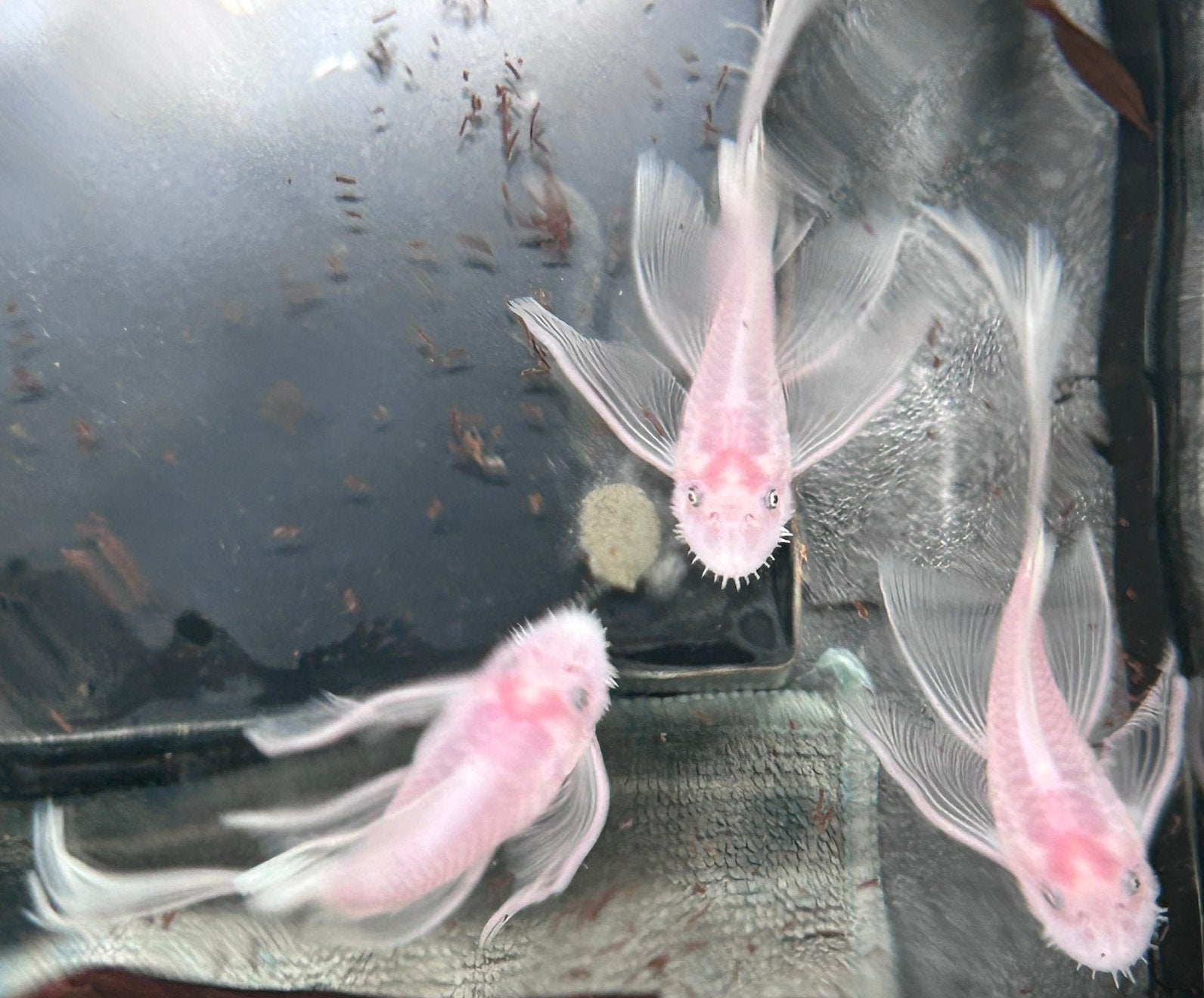 Ancistrus L144 Snow White Longfin plecos (Halfwas), Dieren en Toebehoren, Vis, Zoetwatervis