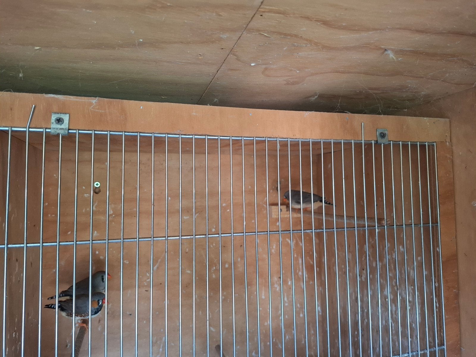 Zwartwang zebravinken 2x pop 1x man, Dieren en Toebehoren, Ophalen