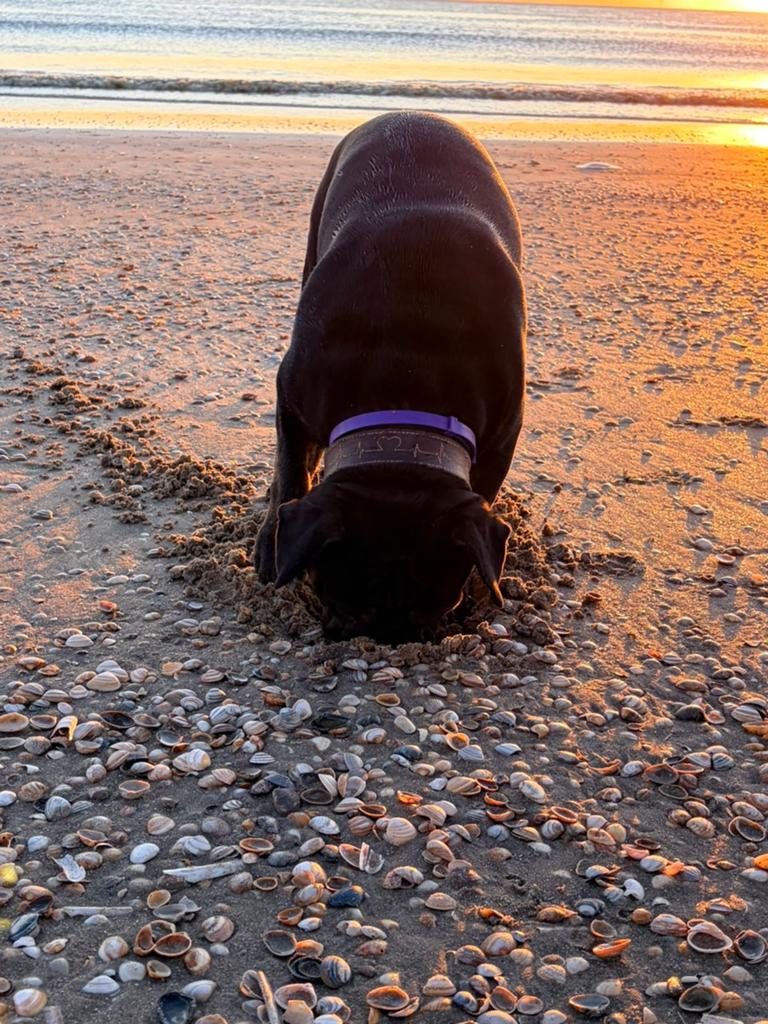 Wegens omstandigheden huisje gezocht, Reu, 1 tot 2 jaar, Parvo, Bulldog