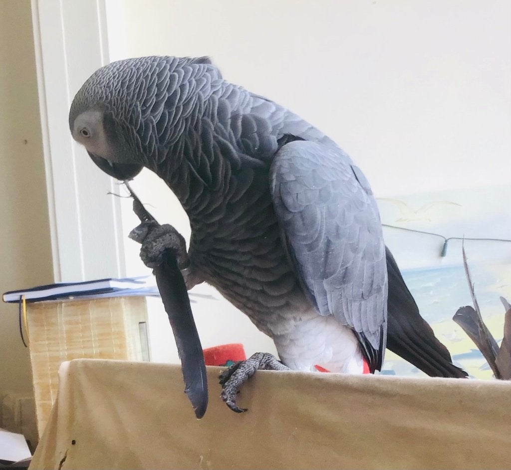GEZOCHT! 2e hands betaalbare JAVA-BOOM en PAPEGAAIEN-RUGZAK., Dieren en Toebehoren, Vogels | Parkieten en Papegaaien, Geslacht onbekend