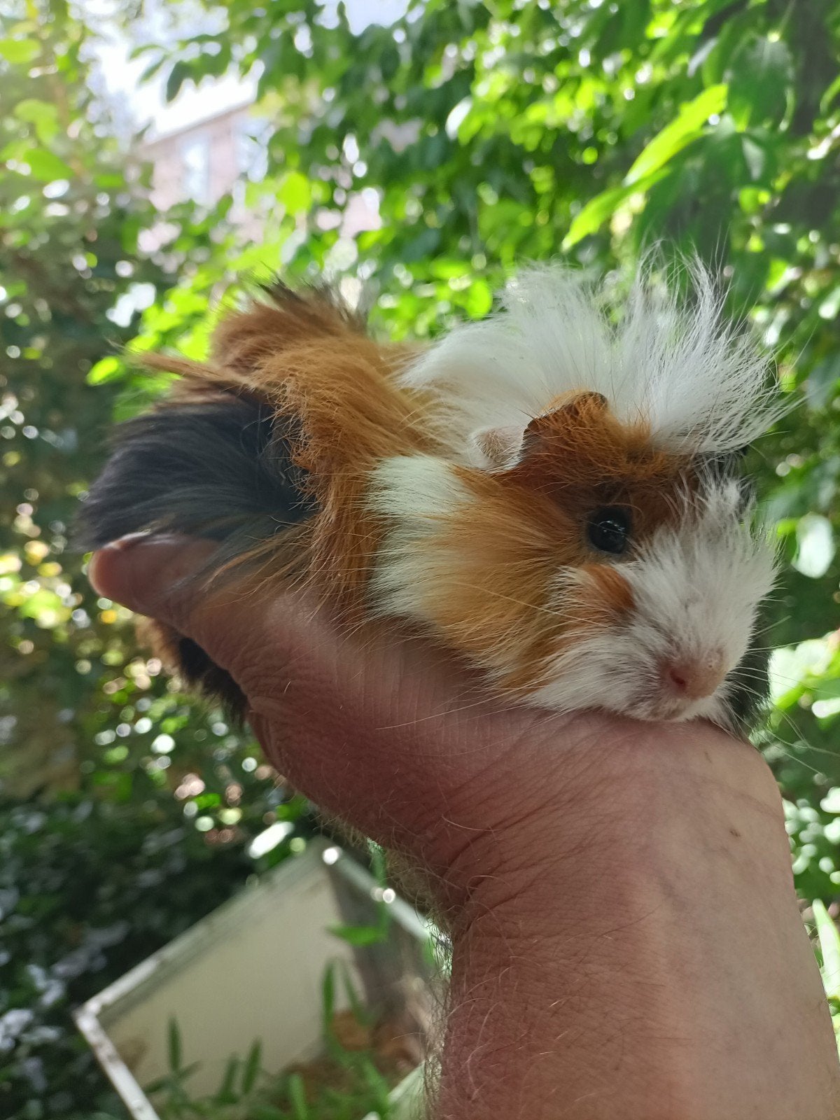 Jong cavia beertje, Juni, Mannelijk, Cavia