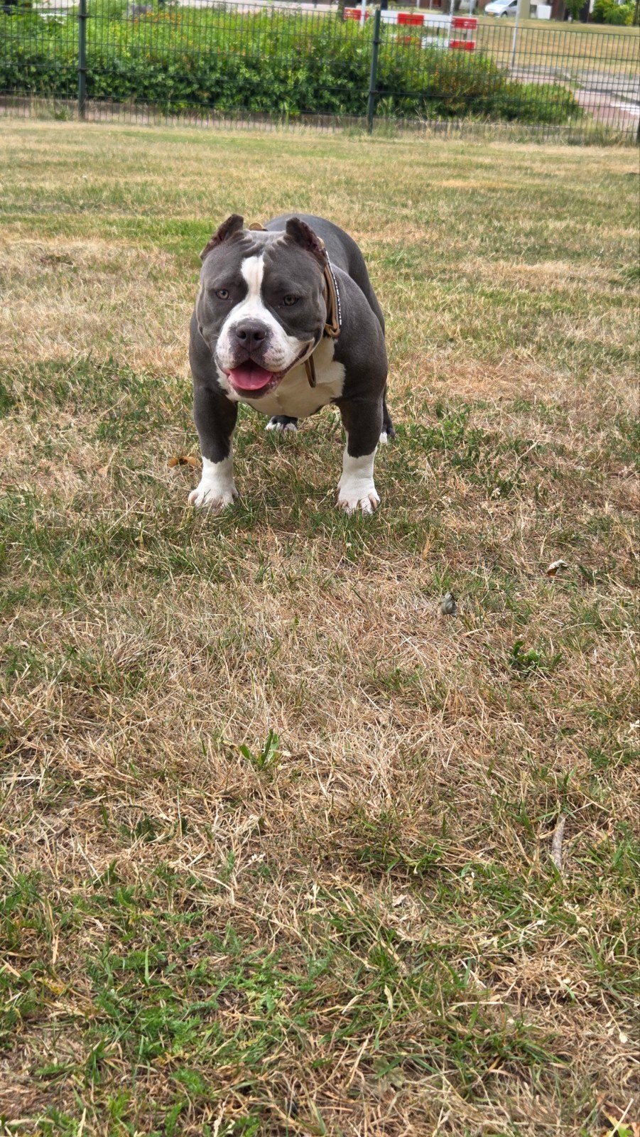 american bully pocket, 15 weken tot 1 jaar, Overige rassen, Teef, Parvo