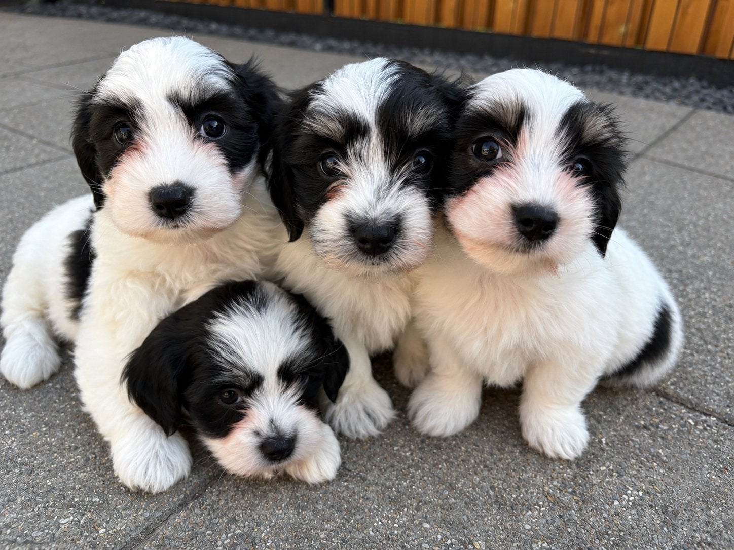 LIEVE BOOMER PUPS – MALTEZER X SHIH TZU, Overige rassen, Meerdere, Meerdere dieren, Nederland