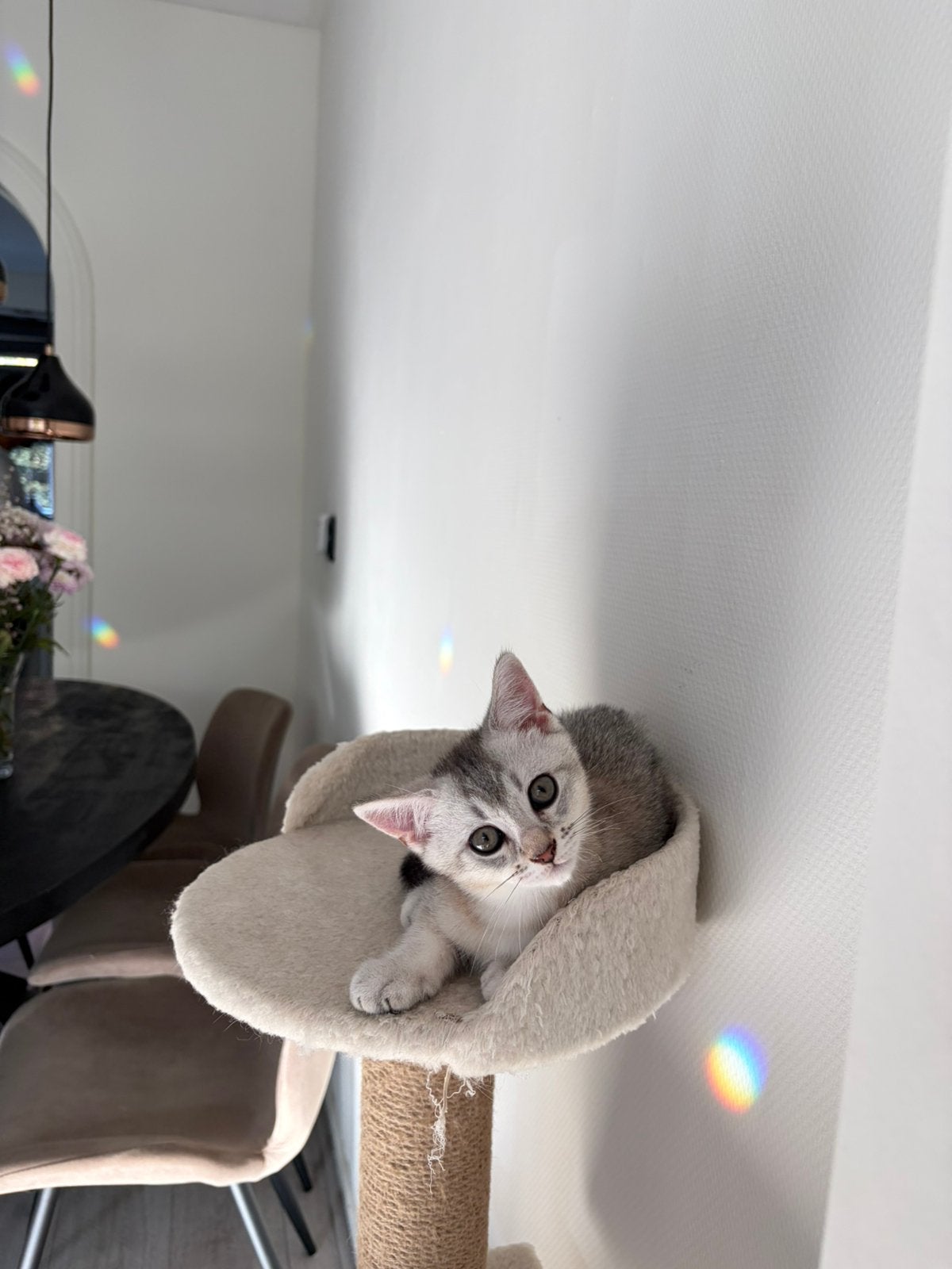 Britse Korthaar x Cyperse kittens, Dieren en Toebehoren, Meerdere dieren, Ontwormd