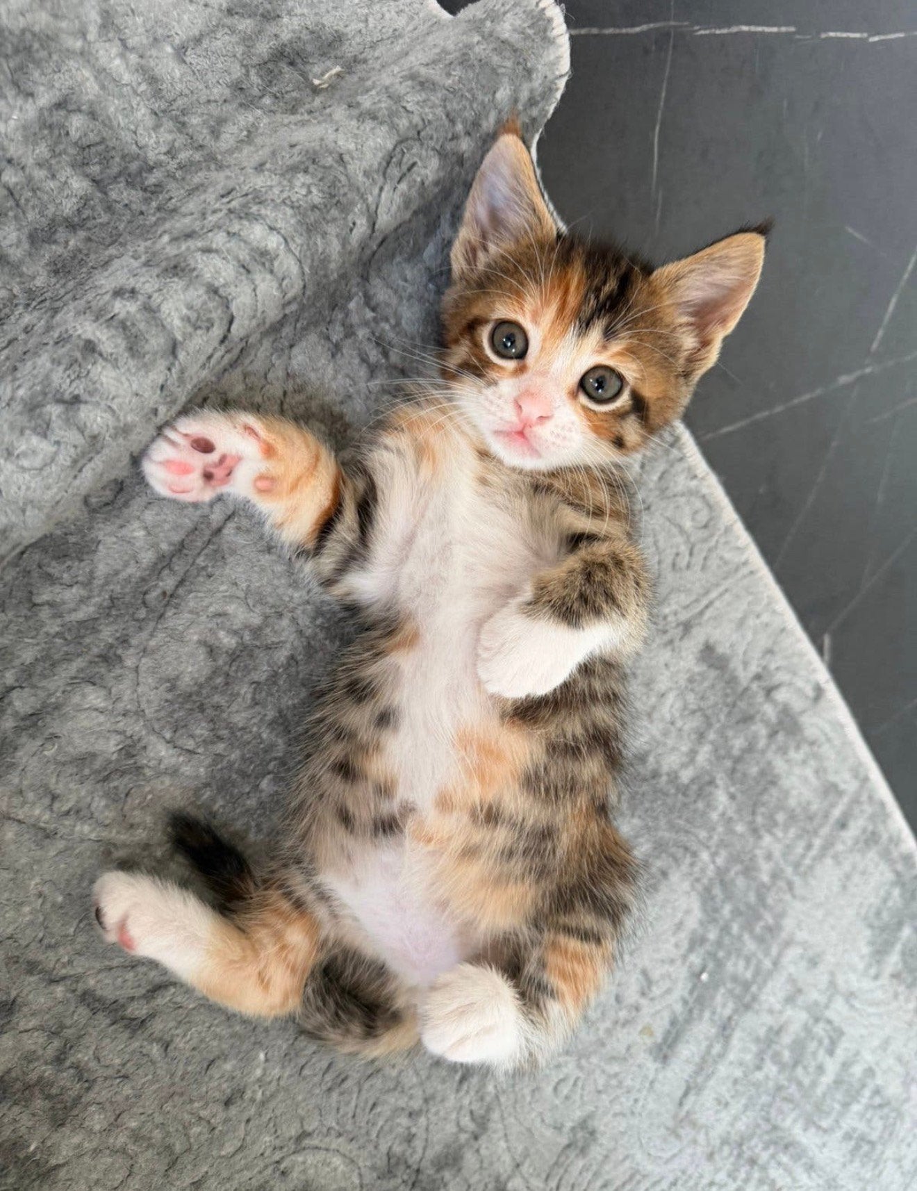 Prachtige Maine Coon XL  Europese Korthaar kittens, Poes