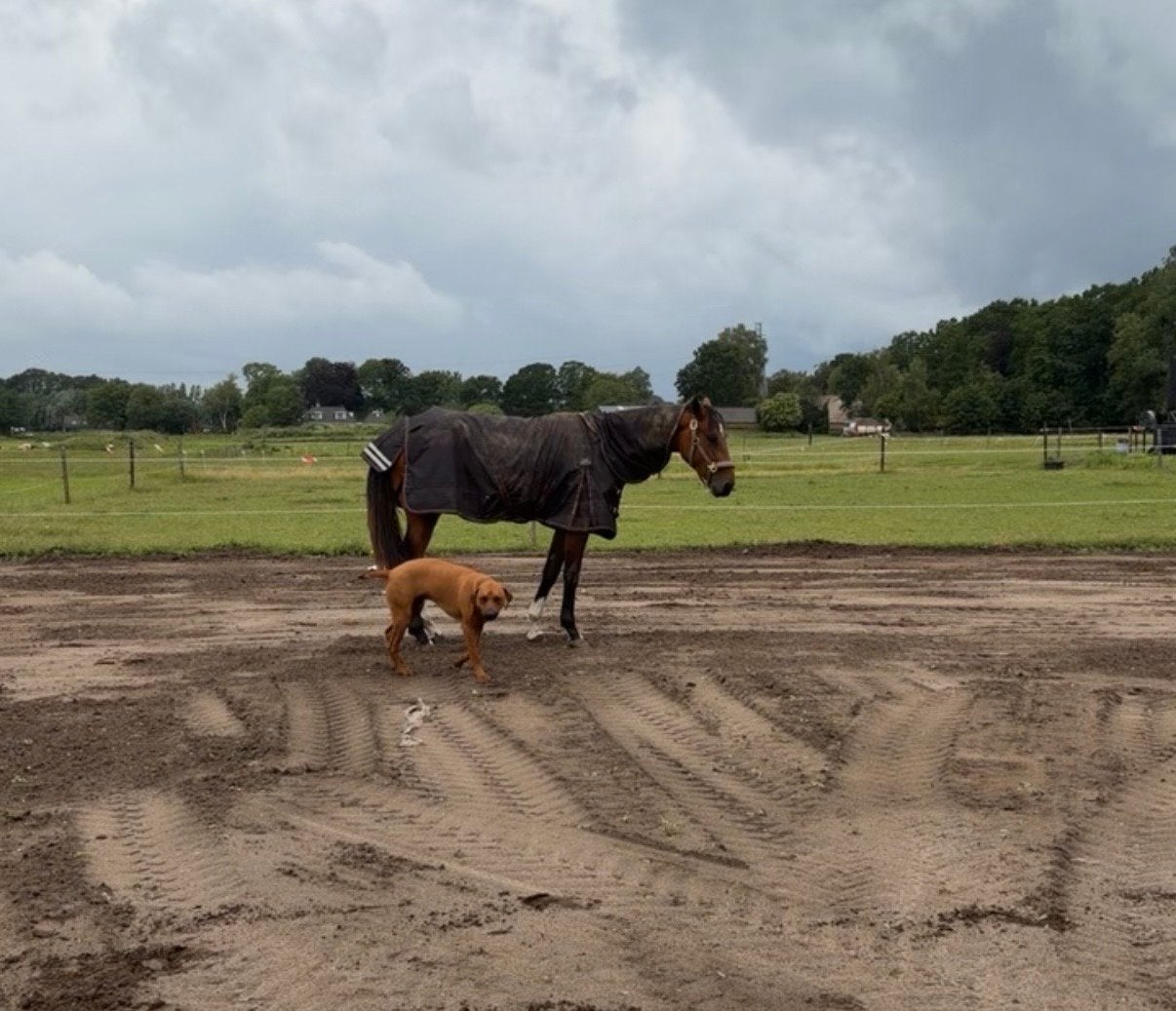Regendeken, Dieren en Toebehoren, Ophalen, Zo goed als nieuw, 0 g, Cob (M)