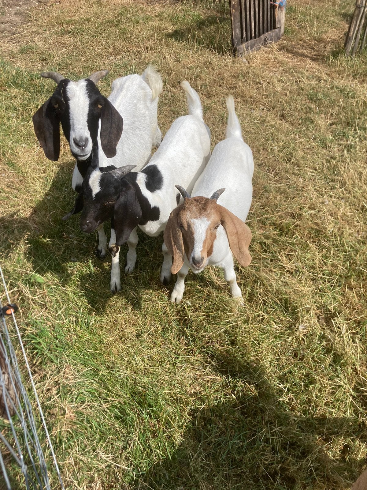 Te koop meerdere boergeiten / boerbok, Meerdere dieren, Schaap