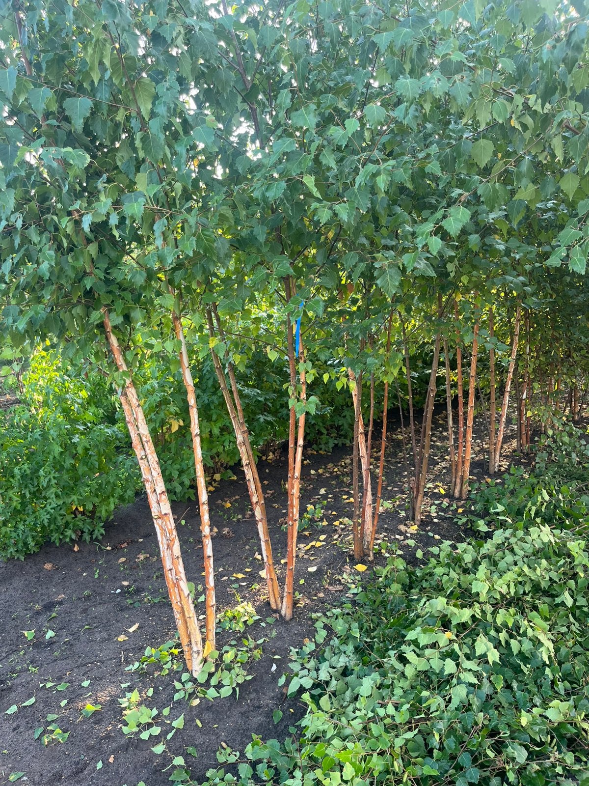 Meerstaminge betula pendula, Ophalen of Verzenden, Laurier