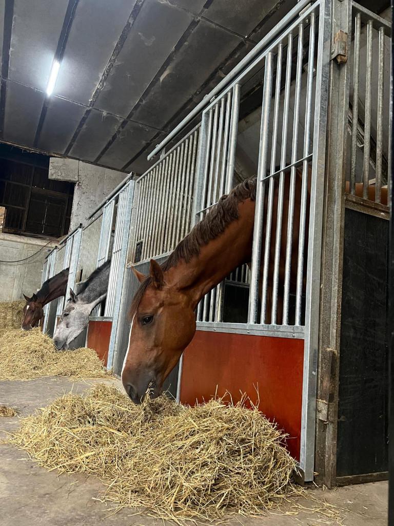 Deuren voor paardenbox, paardenboxen, staldeuren, staldeur, Dieren en Toebehoren