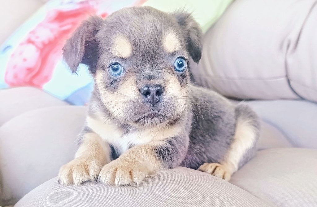 Mooie Franse Bulldog pups, Dieren en Toebehoren, Honden | Bulldogs, Pinschers en Molossers, Meerdere dieren, Bulldog, Particulier