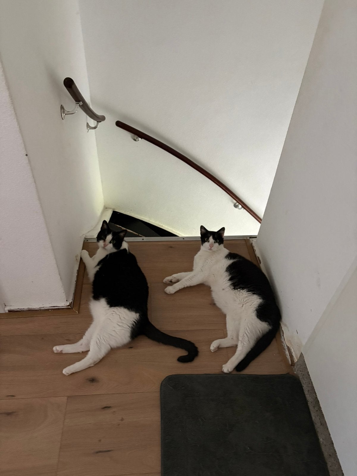 Twee katten, uit 1 nest., Kater