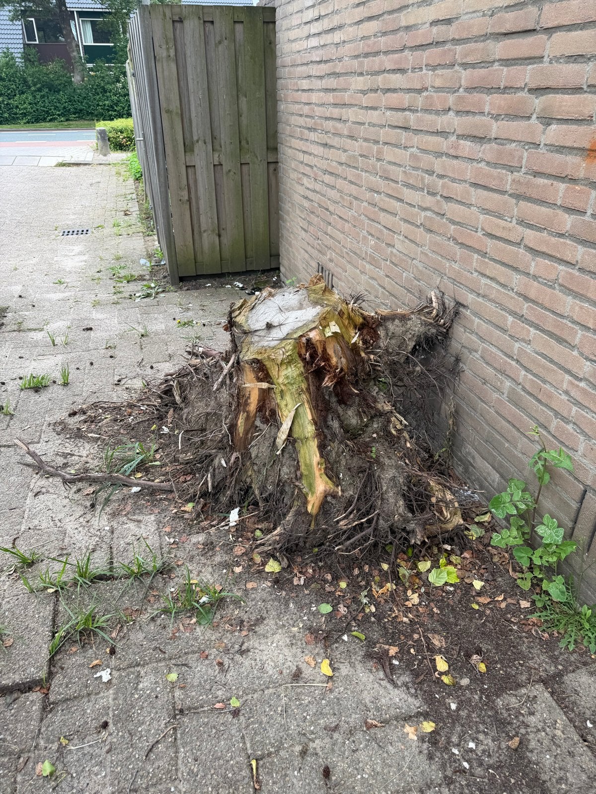 Boomstronk gratis af te halen, Tuin en Terras, Overige Tuin en Terras, Ophalen of Verzenden, Gebruikt
