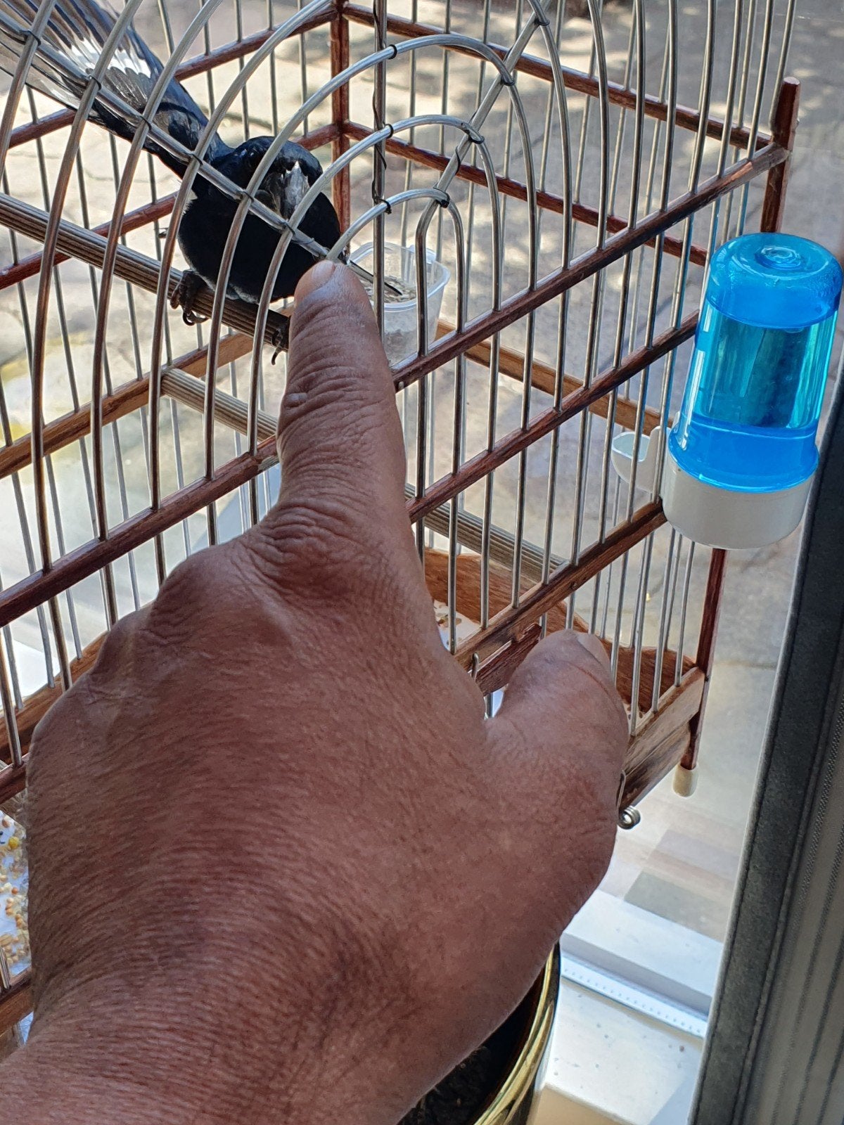 twatwa sipa velle vogel, Dieren en Toebehoren, Mannelijk