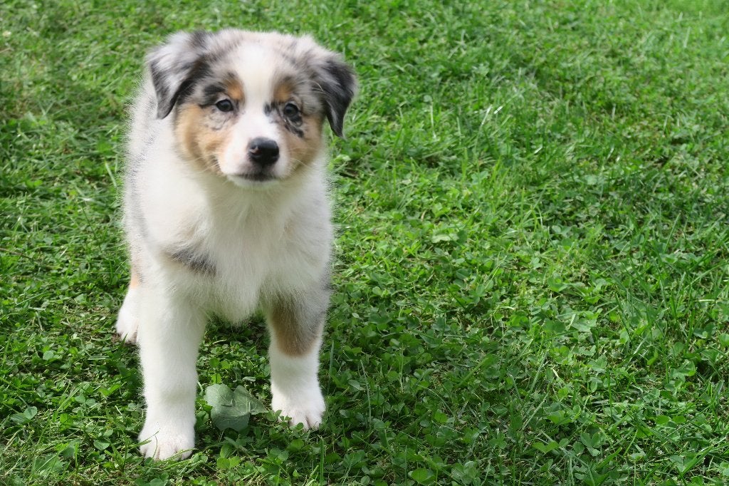 Foto 13 van Leuke Australian Shepherd pups