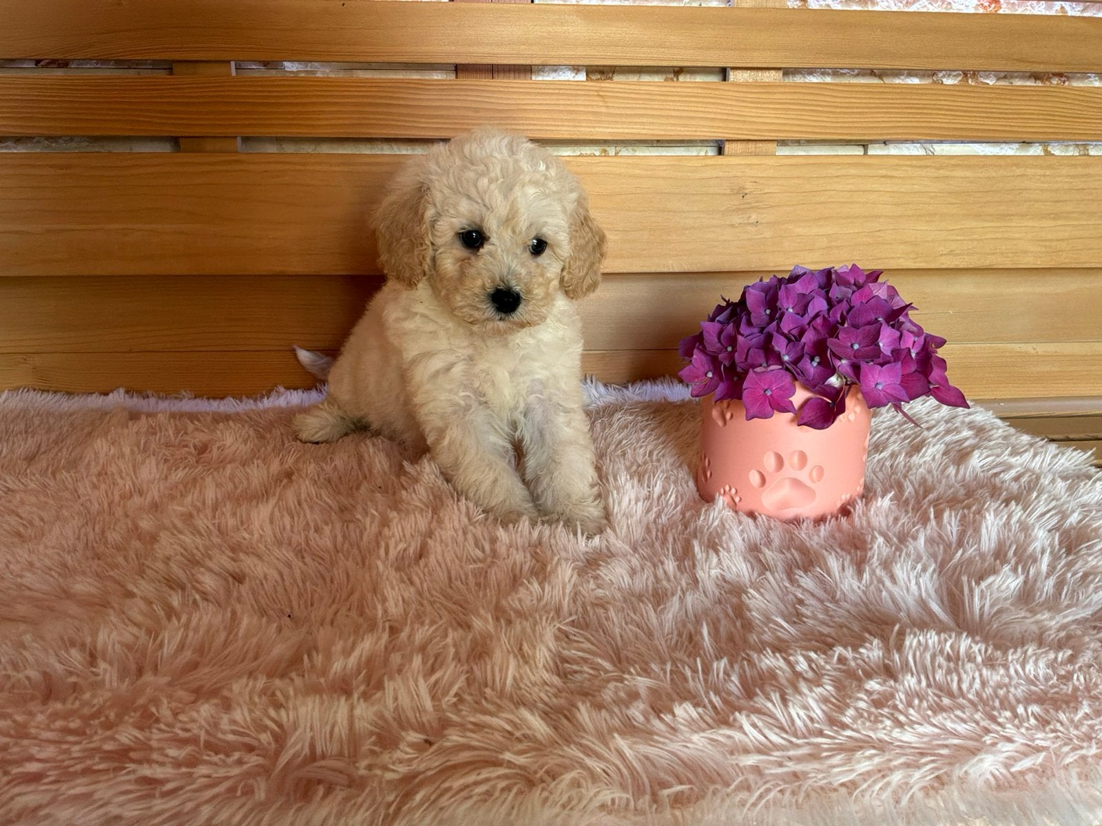 Maltipoo pups beschikbaar, Parvo, Nederland, Overige rassen, 8 tot 15 weken