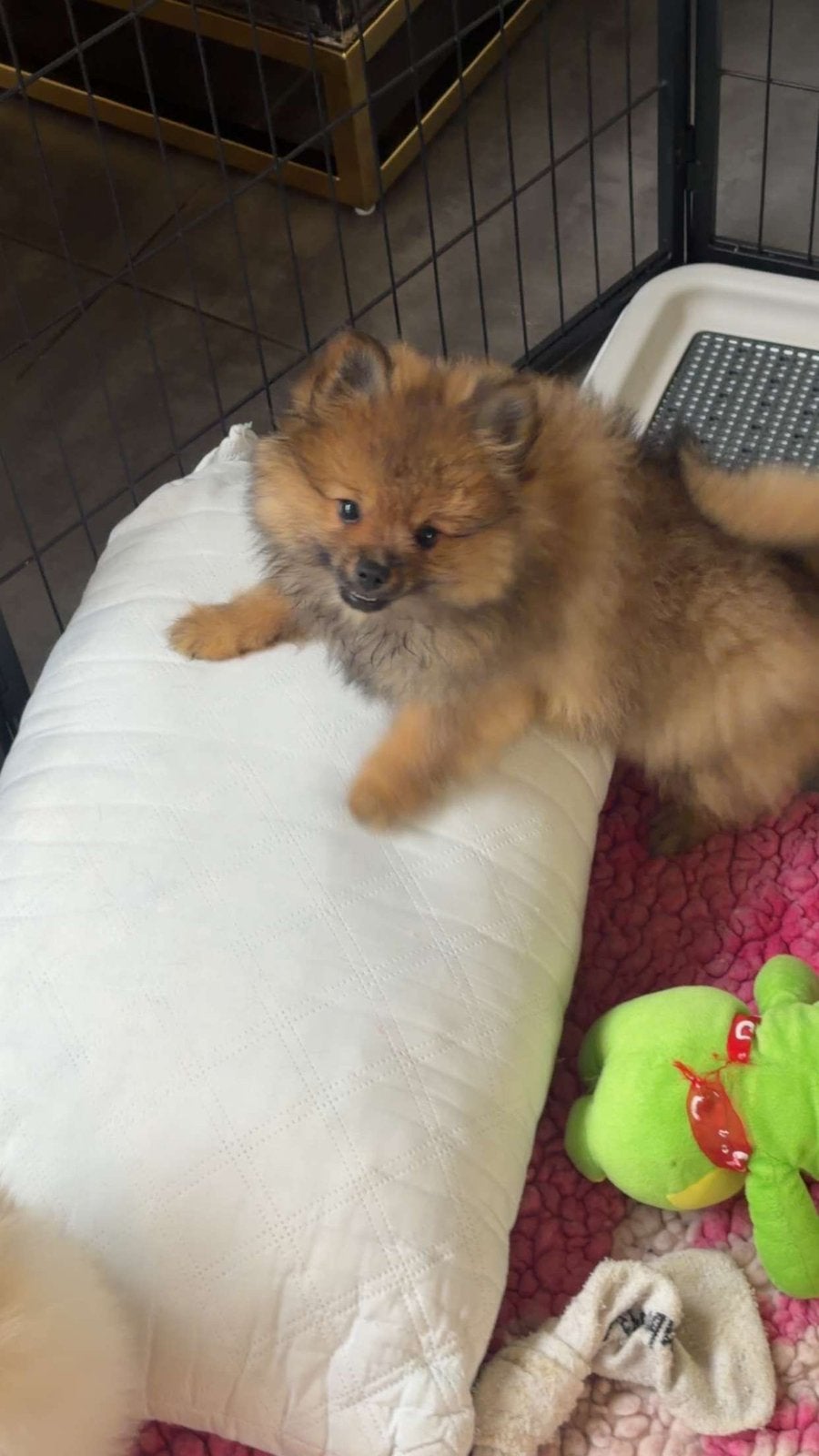 Nog 1 Pomeriaan / pomeranian pup, Dieren en Toebehoren, Keeshond, CDV (hondenziekte), 8 tot 15 weken, Meerdere