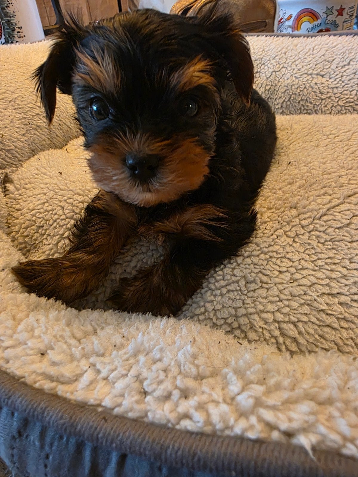 2 yorkshire terrier reutjes, Yorkshire Terriër, Reu, 8 tot 15 weken, Meerdere