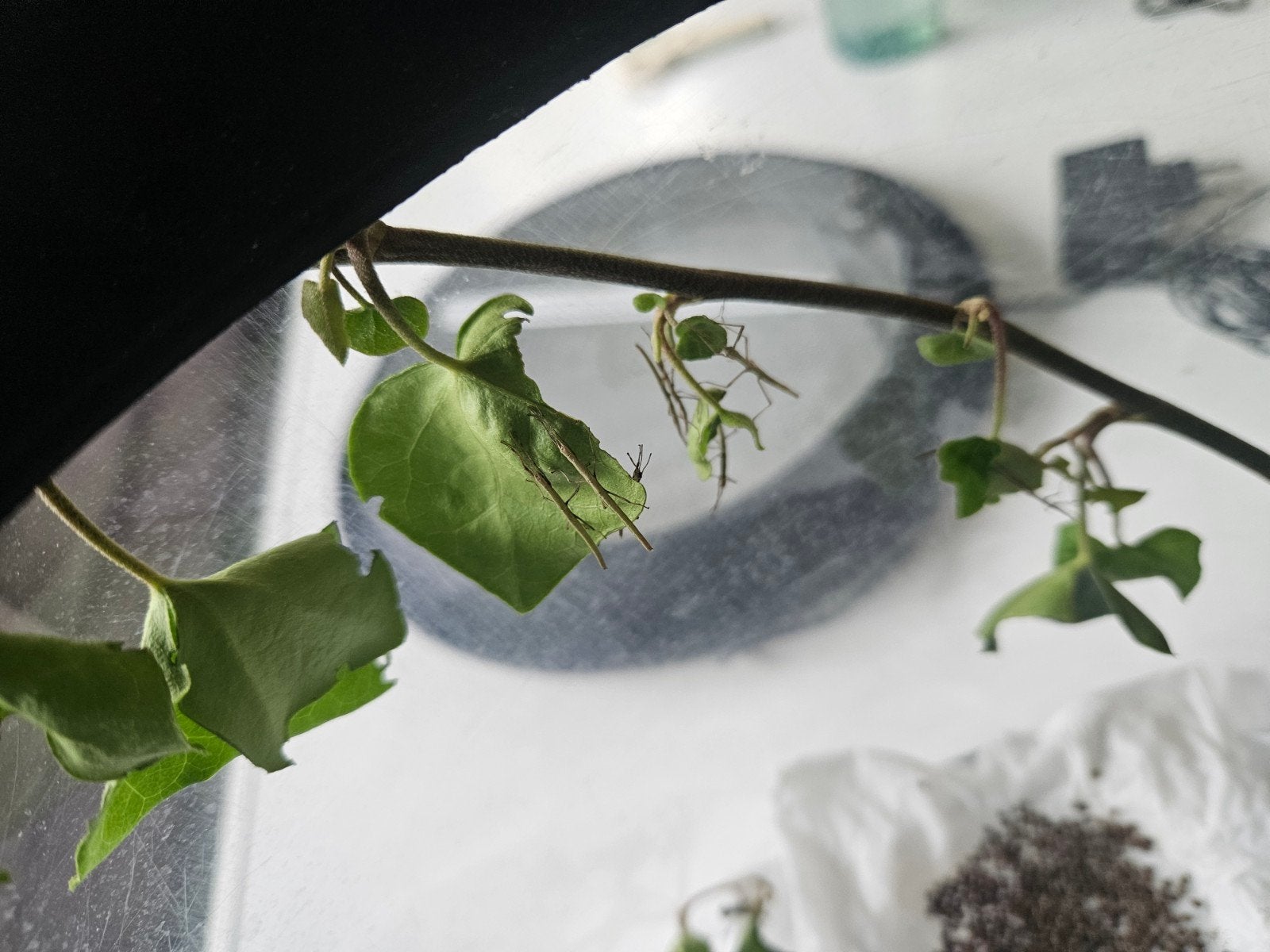 Jonge Indische Wandelende Takken (Nymfen), Dieren en Toebehoren, Insecten en Spinnen, Wandelende tak