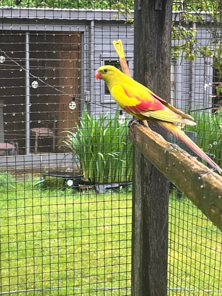 Bergparkiet pastel man 2022 te koop, Dieren en Toebehoren, Mannelijk, Parkiet