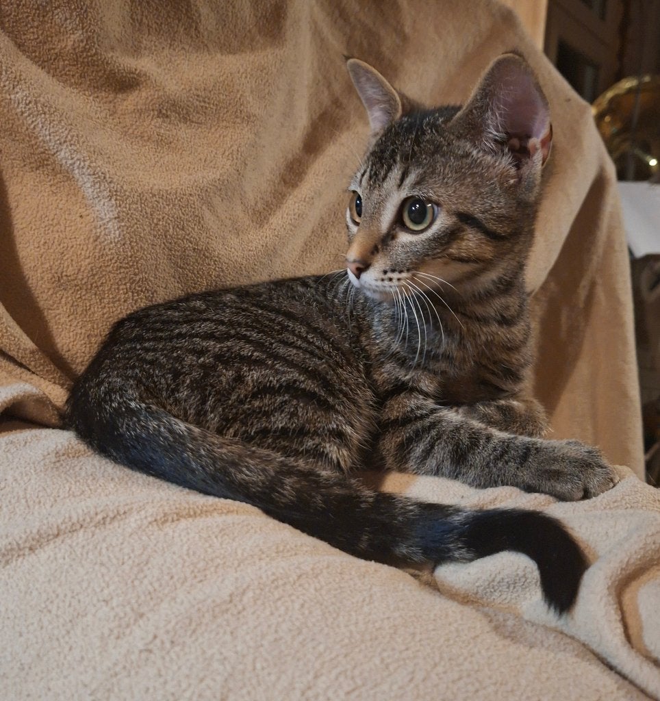 Super tamme kittens, Dieren en Toebehoren, Meerdere dieren