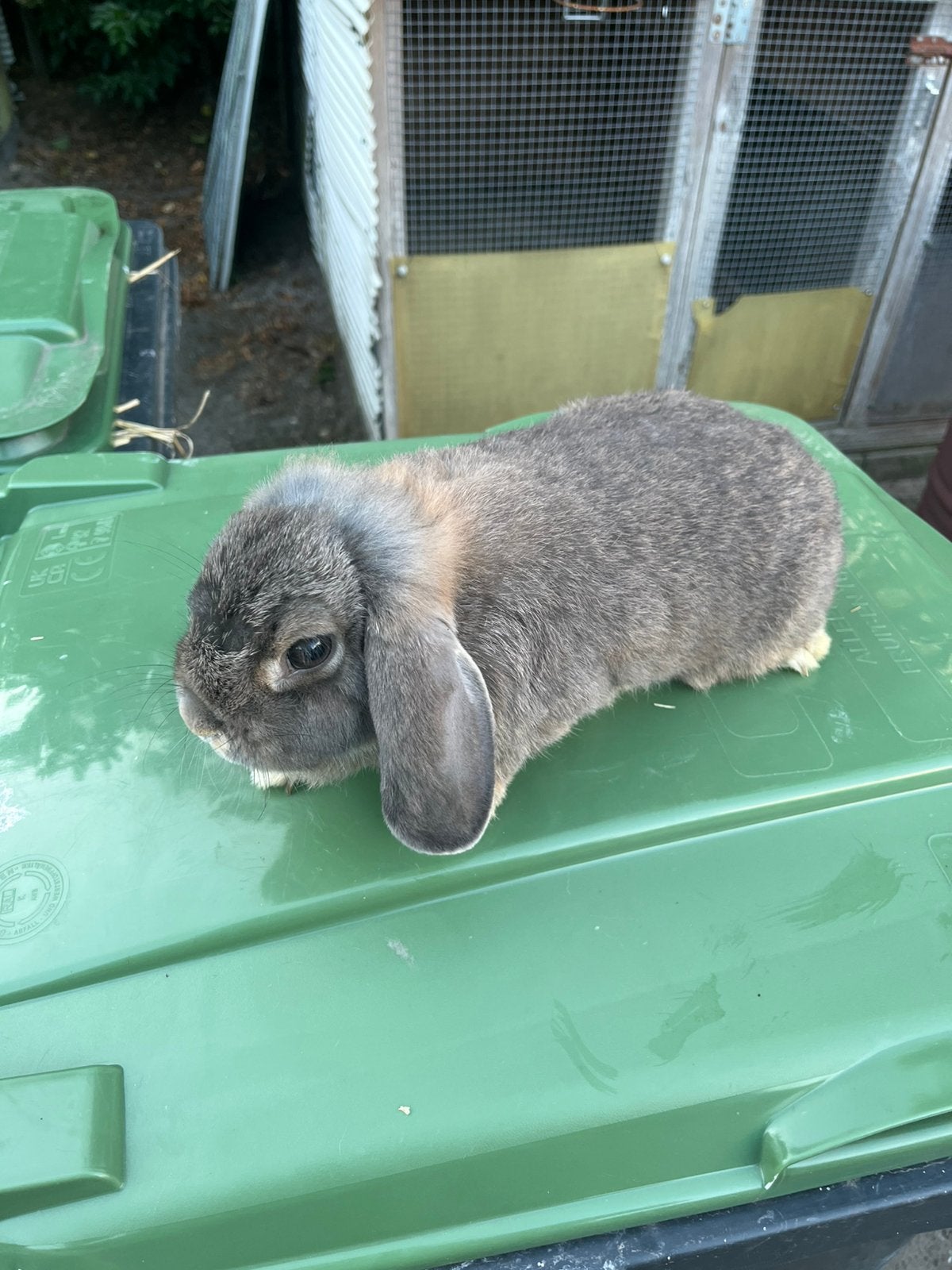 Te koop Hangoor Dwerg konijntje, Dieren en Toebehoren, Vrouwelijk, Dwerg, Hangoor