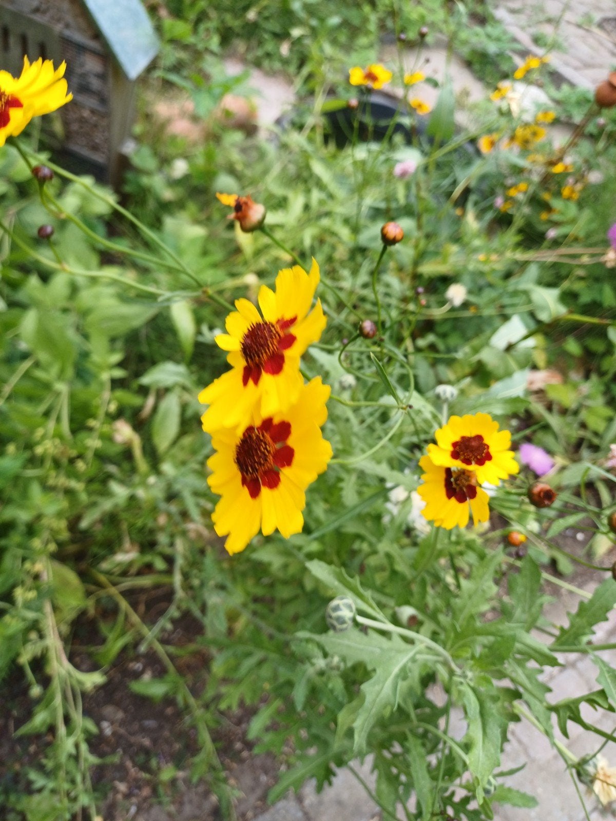 Meisjesogen, Tuin en Terras, Bloembollen en Zaden, Ophalen of Verzenden, Voorjaar, Volle zon, Zaad