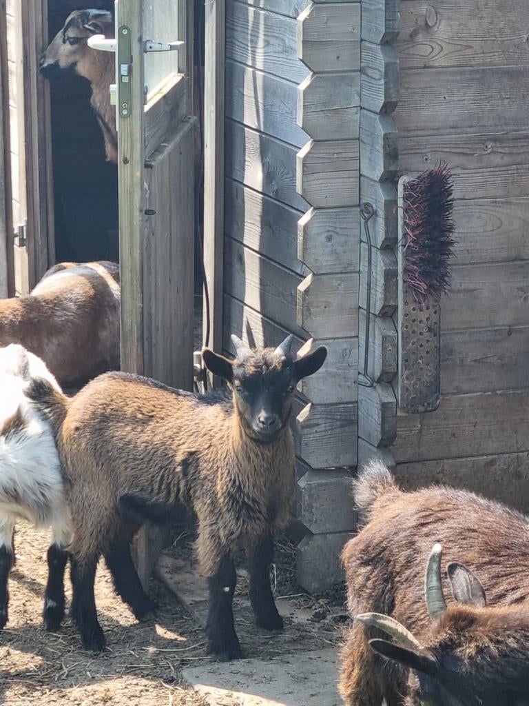 Dwerg geit bokje, Dieren en Toebehoren, Meerdere dieren, Geit