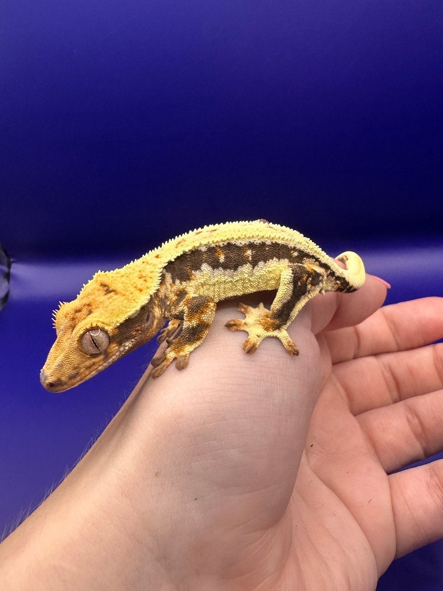 Wimpergekko lilly white unsexed, Dieren en Toebehoren, Hagedis, Tam, 0 tot 2 jaar