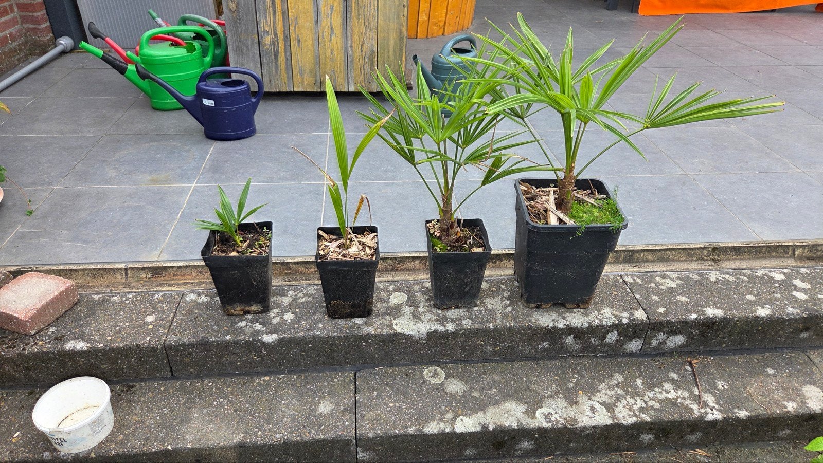 palmboompjes palmboom, Ophalen, Bloeit niet, Overige soorten, Volle zon