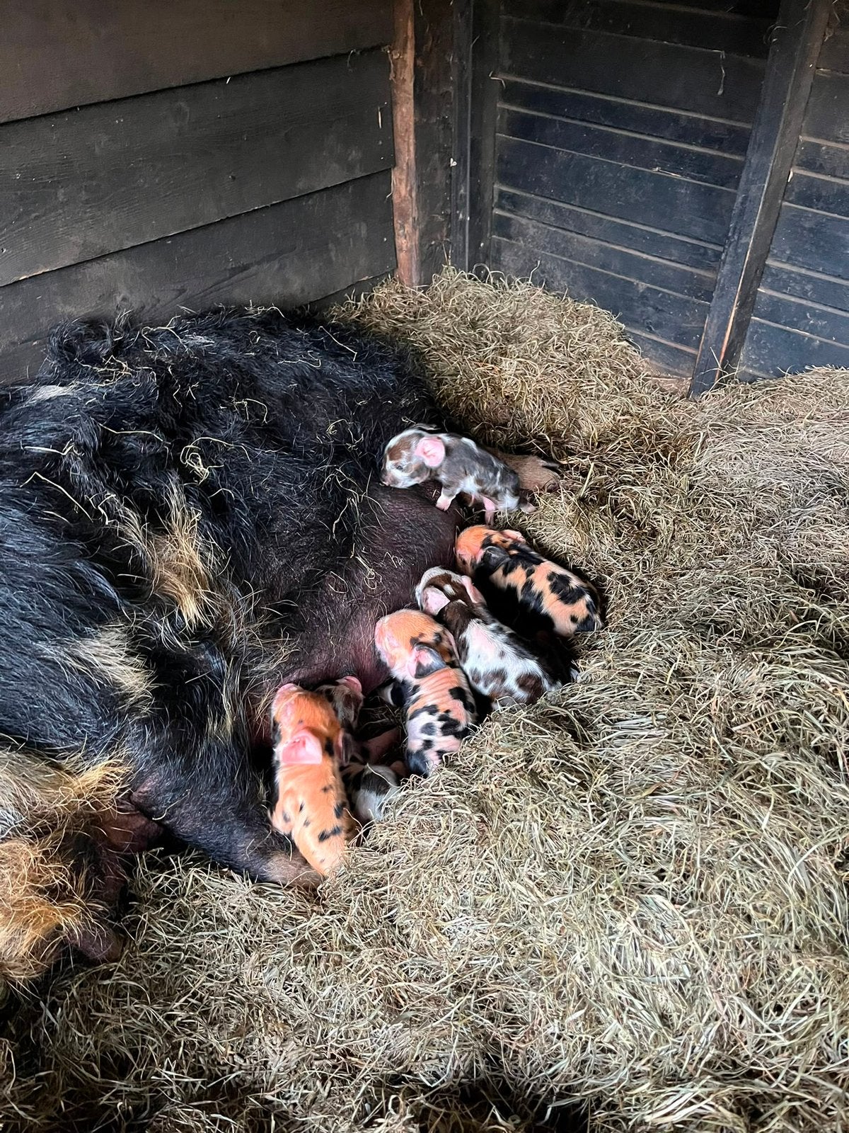 Kune Kune biggen, Dieren en Toebehoren, Schapen, Geiten en Varkens, Meerdere dieren, Varken, 0 tot 2 jaar