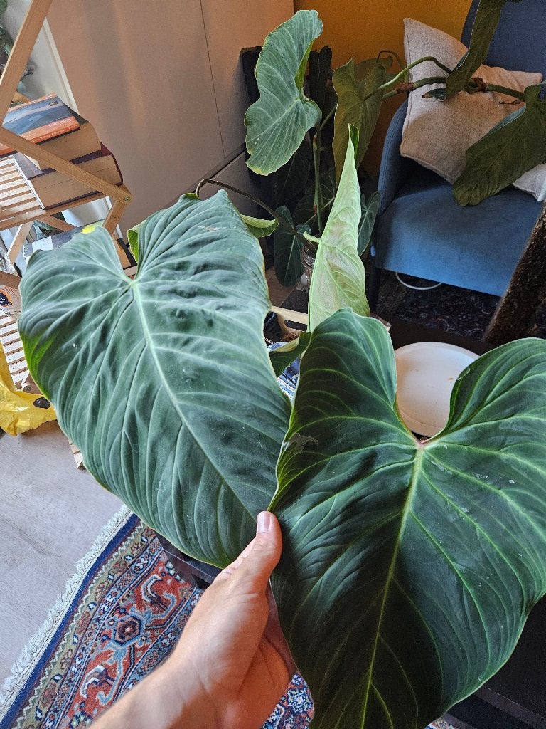 Philodendron splendid bladstek, Ophalen, Overige soorten, Halfschaduw, Minder dan 100 cm