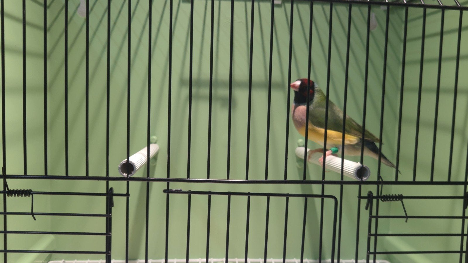 Gouldamadines, Meerdere dieren, Tropenvogel, Geringd