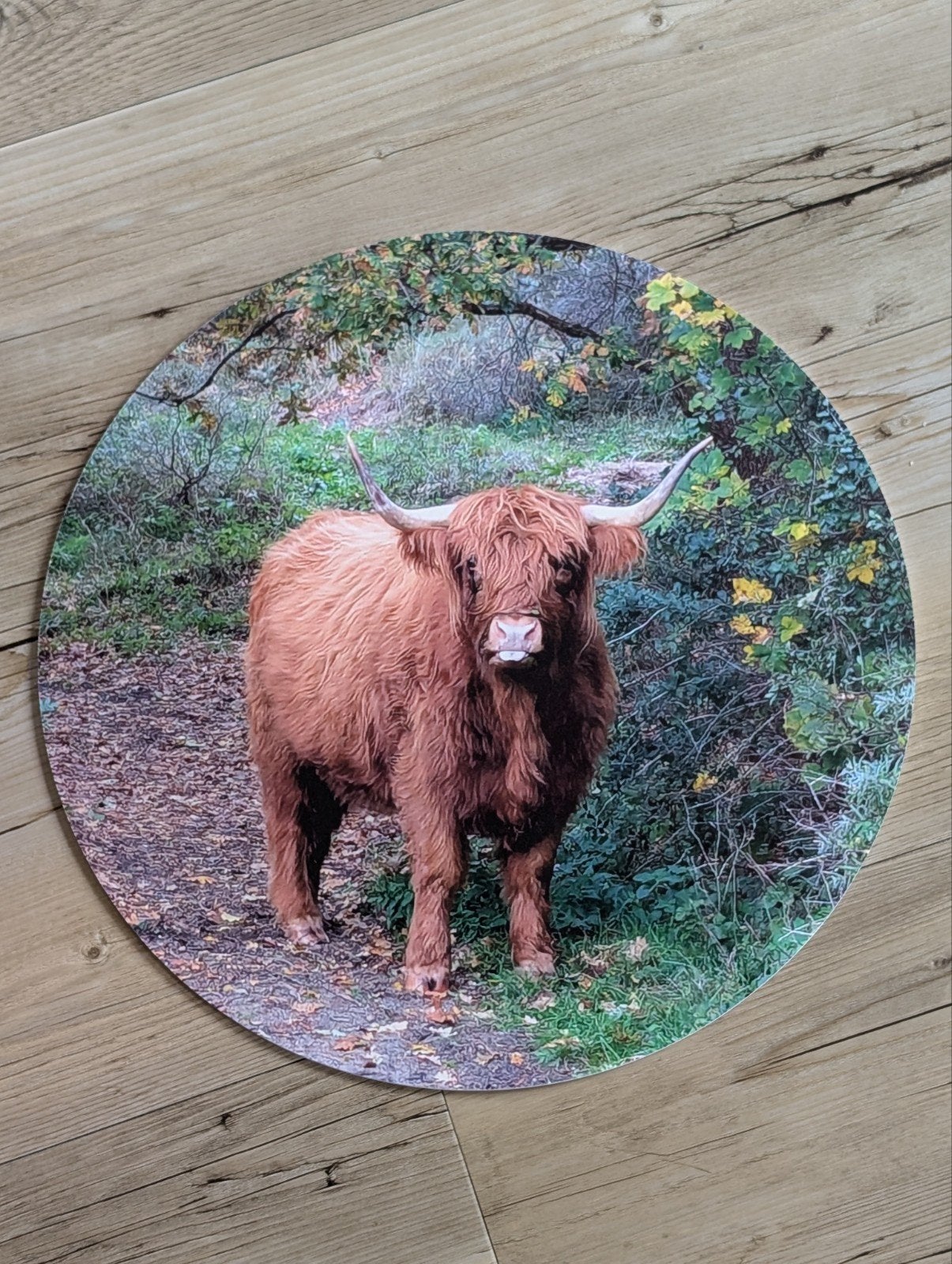 Muurcirkel / wandcirkel Schotse hooglander (40 cm), 40 cm, Ophalen of Verzenden, Zo goed als nieuw, Kunststof