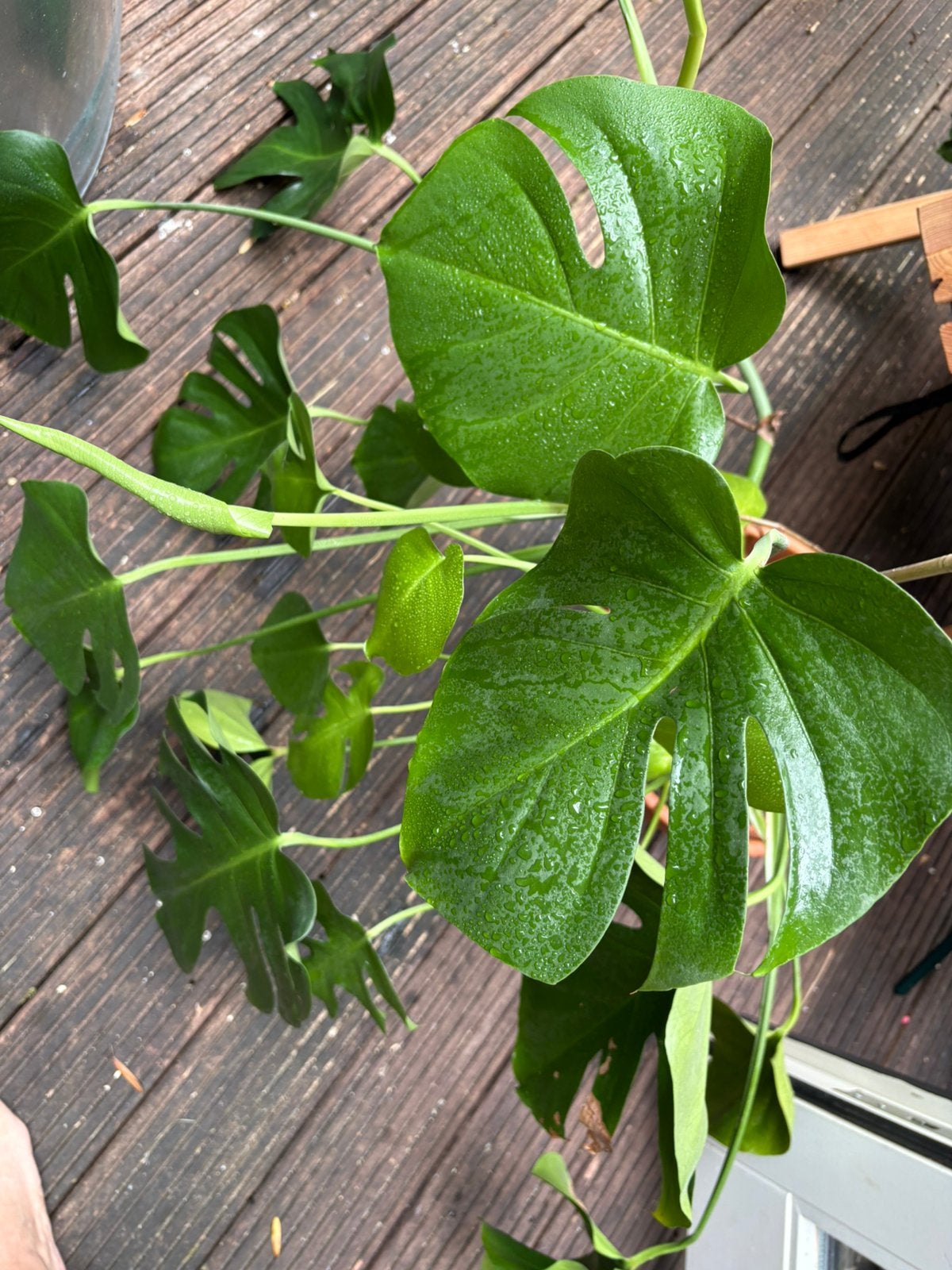 Grote monstera in terra pot, Huis en Inrichting, Kamerplanten, Ophalen, Halfschaduw