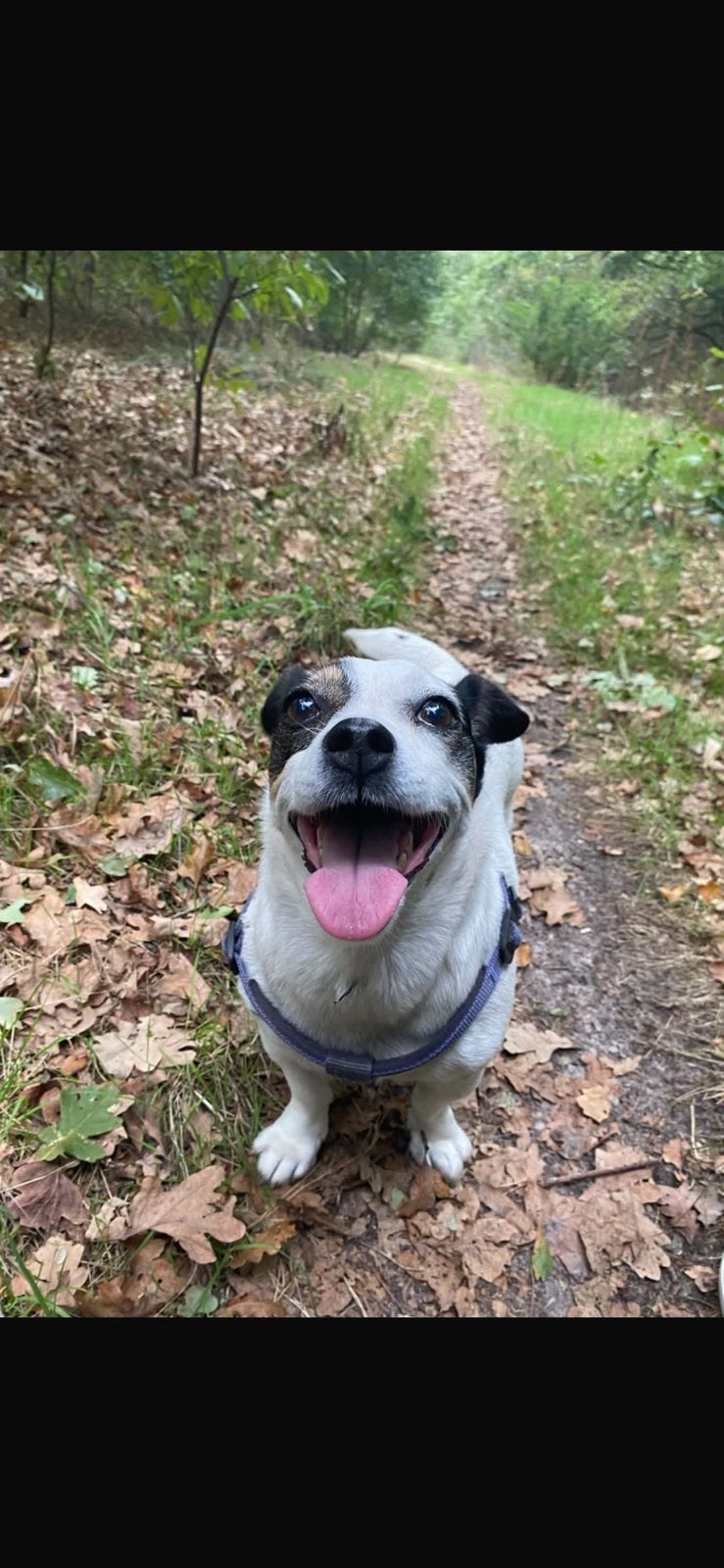 Goed tehuis gezocht voor heel lieve hond, Dieren en Toebehoren