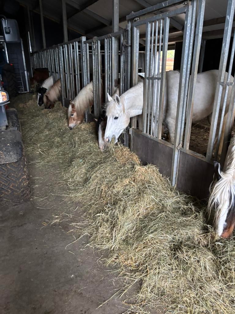 Paddock Paradise Pensionstal Ponderosa, Dieren en Toebehoren, Stalling en Weidegang, Stalling, 4 paarden of pony's of meer