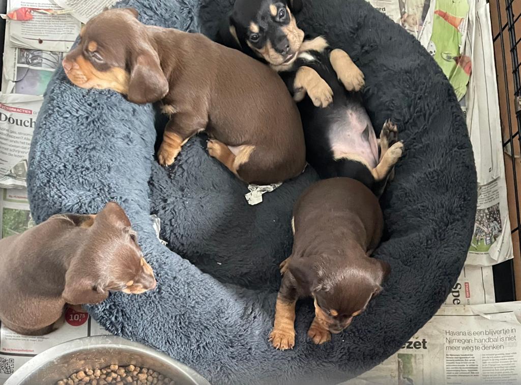 Dwerg teckel pups, Dieren en Toebehoren, Parvo, 8 tot 15 weken, Korthaar, Dwerg