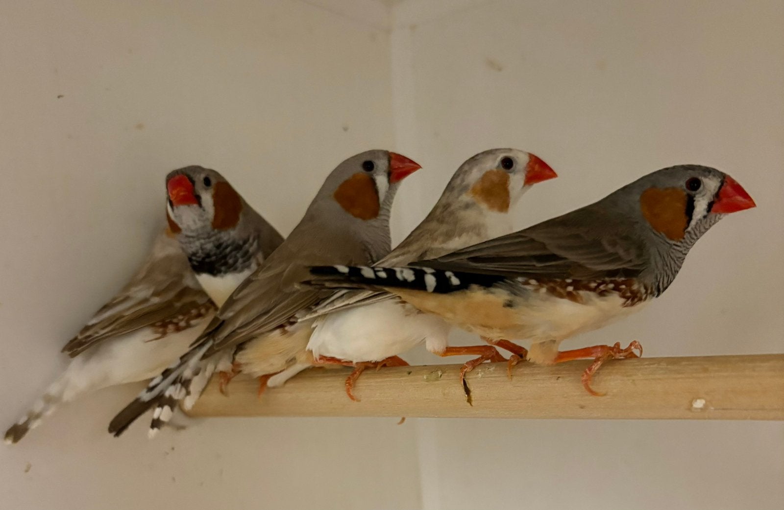 Te koop koppels zebravinken, Meerdere dieren, Tropenvogel