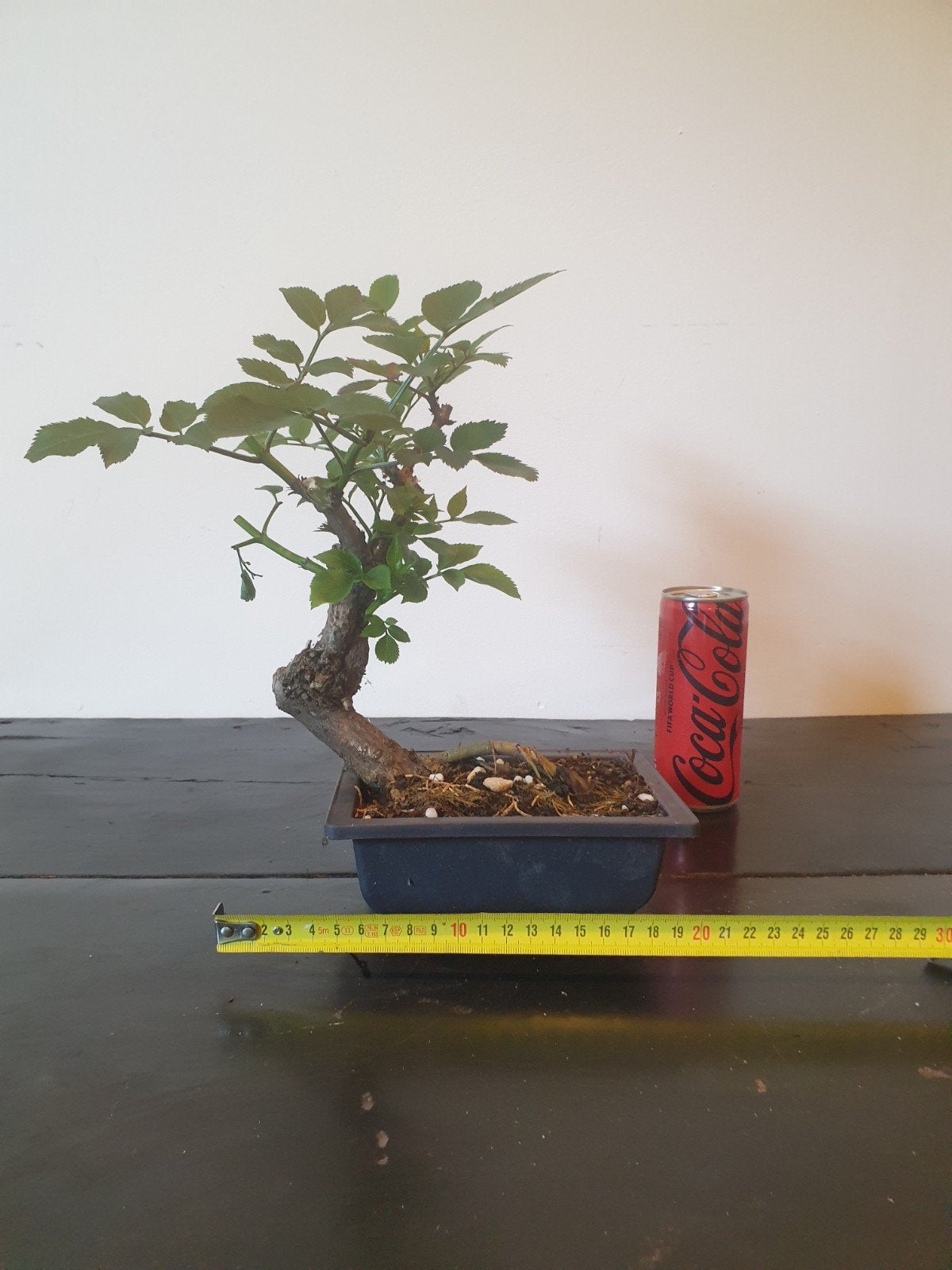 Bonsai vlier 2, Tuin en Terras, Planten | Tuinplanten, Ophalen of Verzenden, Overige soorten, Halfschaduw