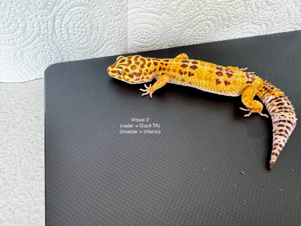 Luipaardgekko vrouw Tangerine