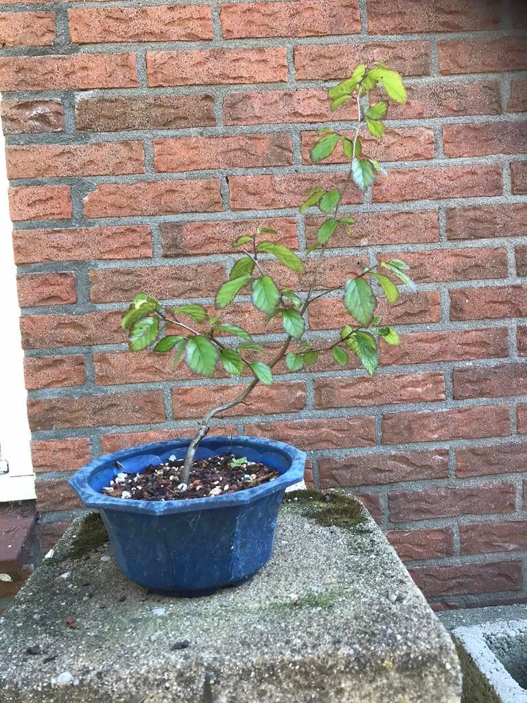 Perzisch ijzerhout, jong boompje, Bloeit niet, Overige soorten, Minder dan 100 cm, Ophalen