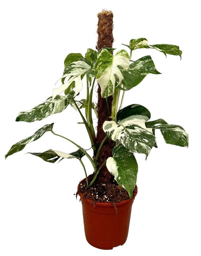 Monstera Deliciosa Variegata | P21 | 80 CM Hoog, Overige soorten, In pot, Minder dan 100 cm, Groene kamerplant