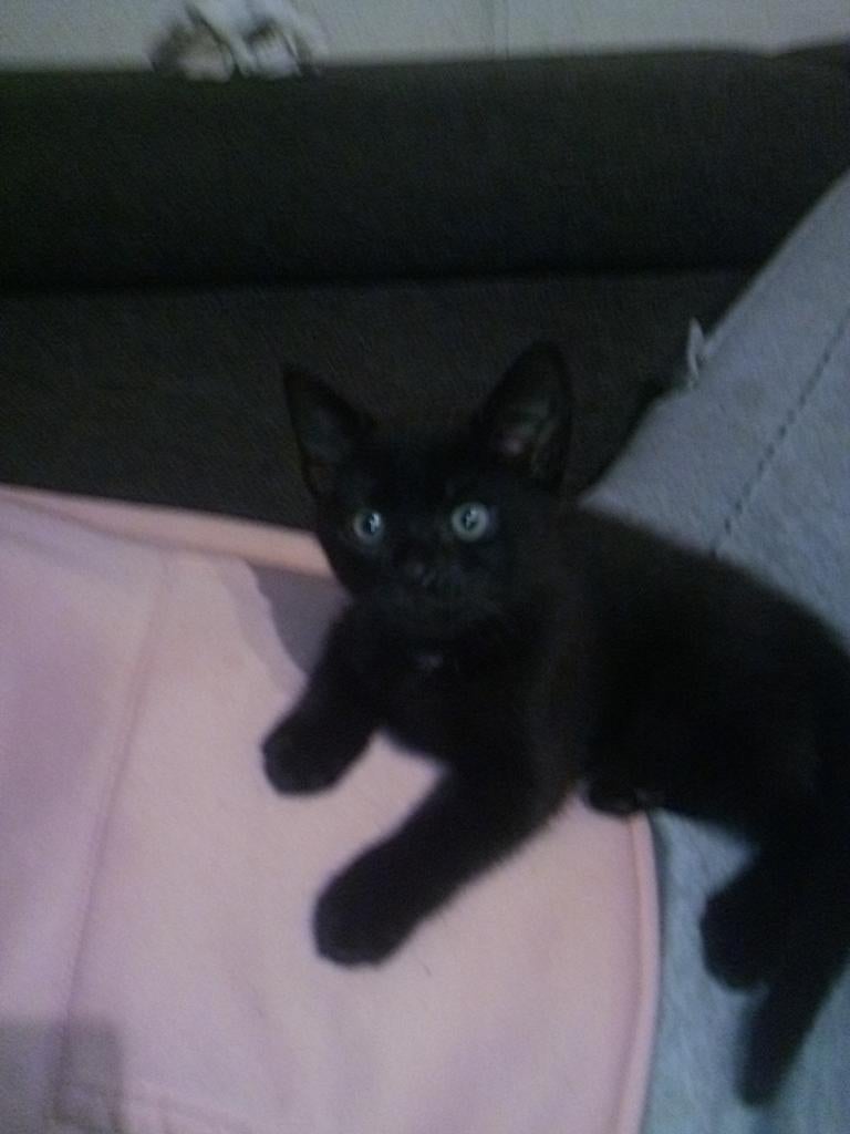 Een meisje kittens, Dieren en Toebehoren