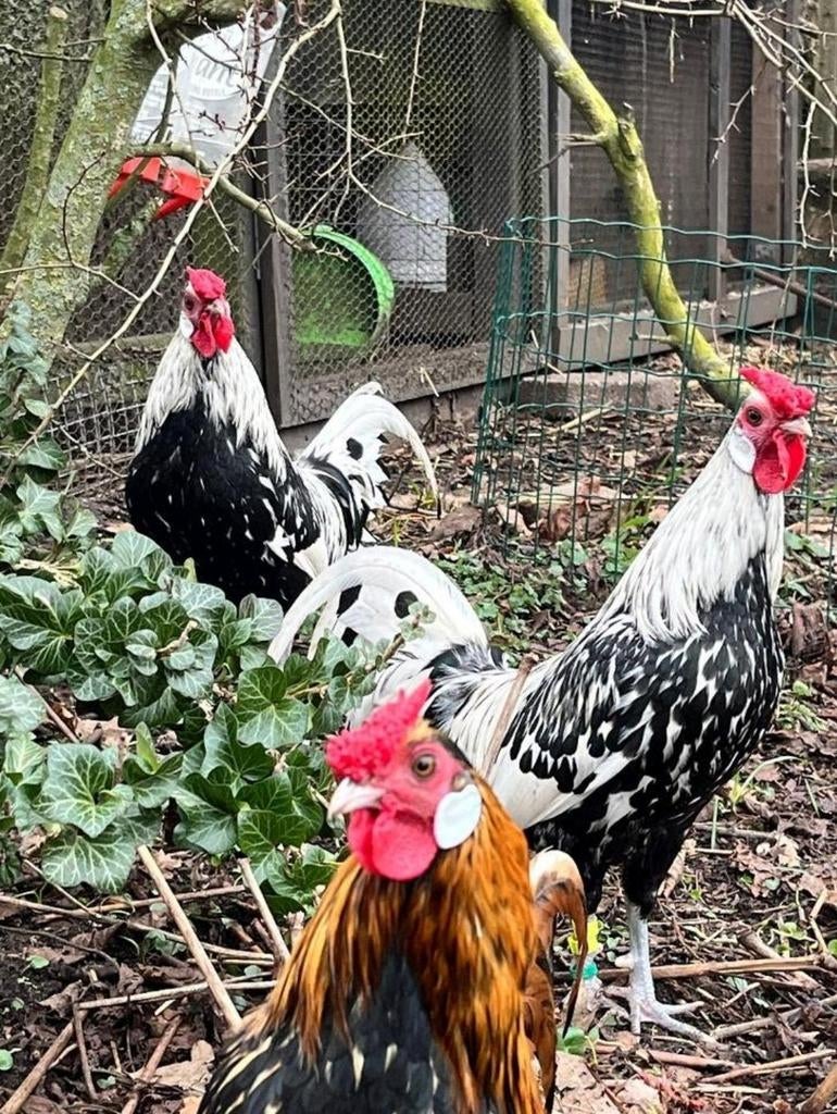 Raszuivere trio's geloverde Hollands hoen zwart wit geloverd, Meerdere dieren, Kip