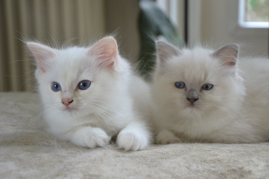Lieve sociale Ragdoll kittens katers, Kater, Gechipt, 0 tot 2 jaar