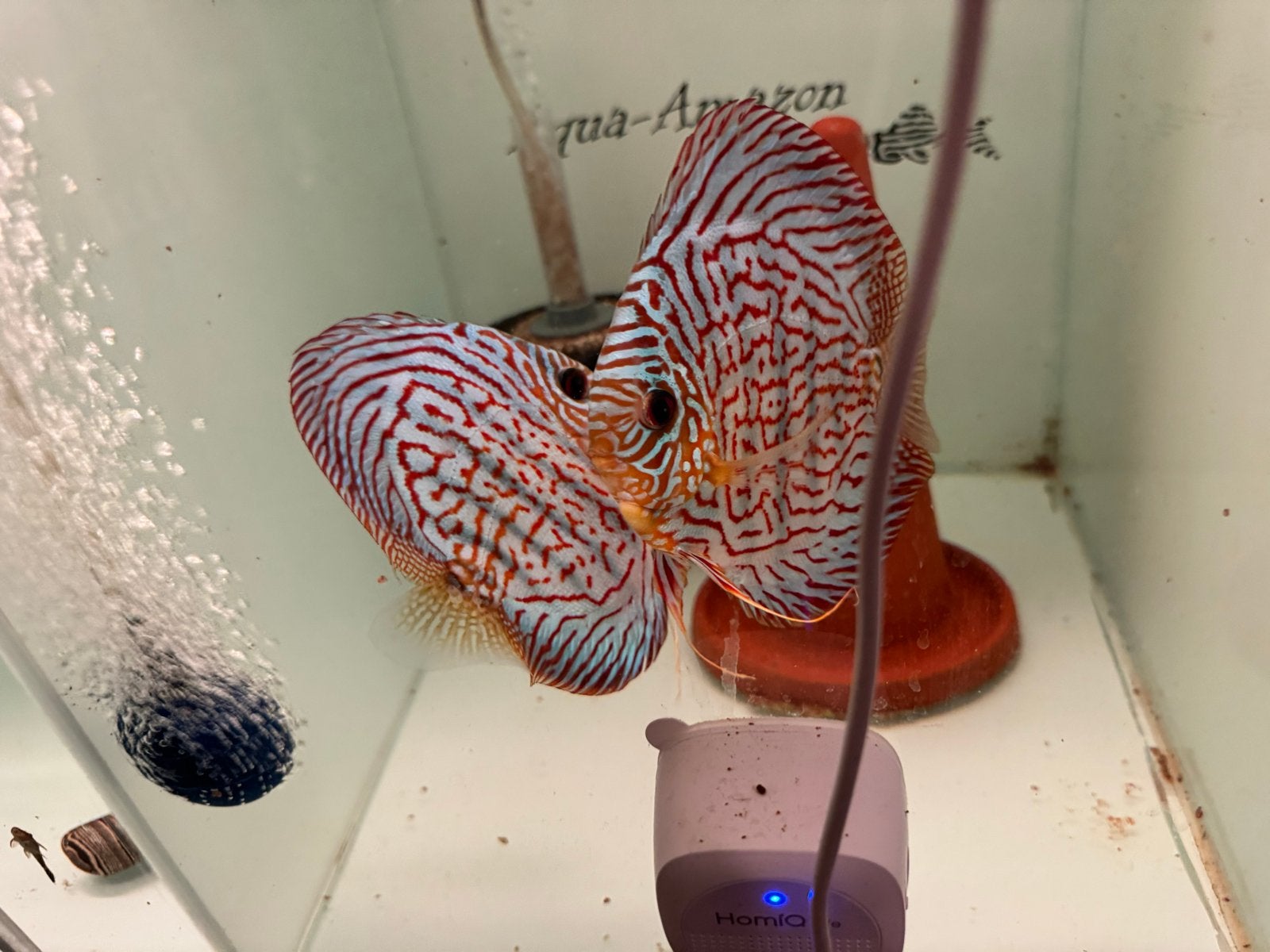 Discus Kweekkoppel, Dieren en Toebehoren, Zoetwatervis